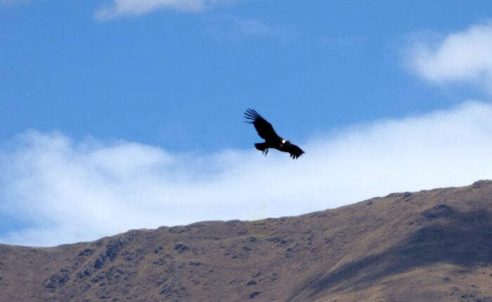 condor soar watching cusco