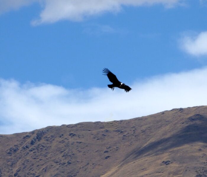 condor soar watching cusco