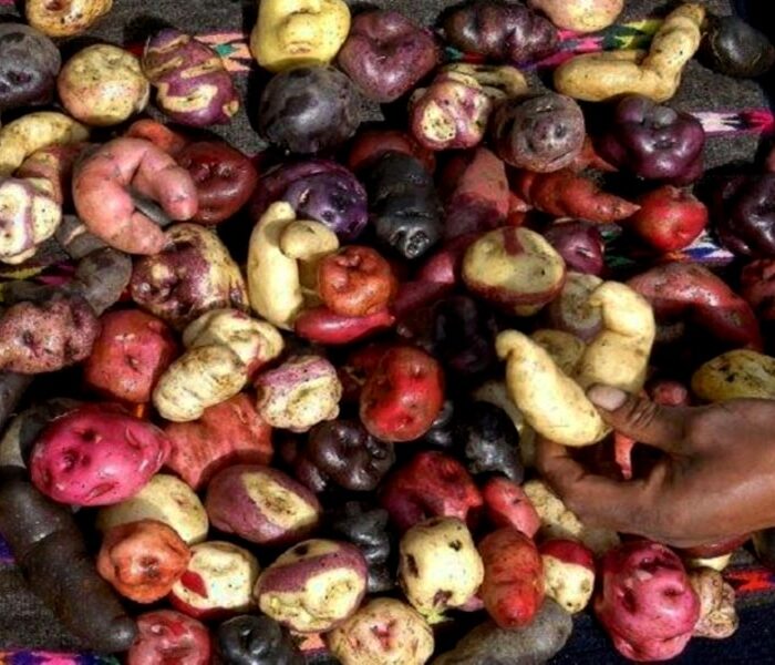 cusco potato park tour