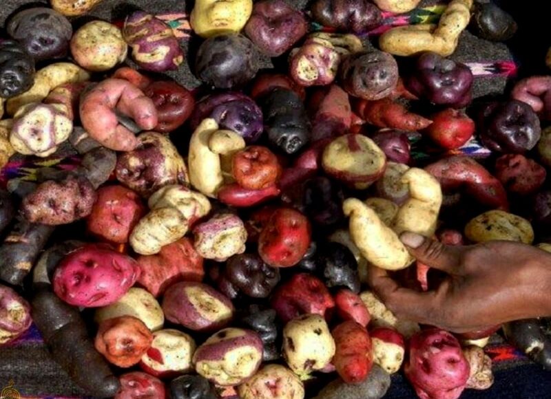 cusco potato park tour