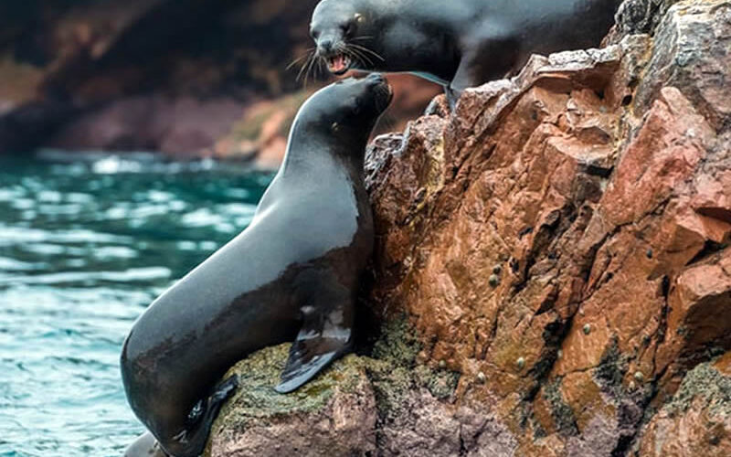 paracas natural reserve